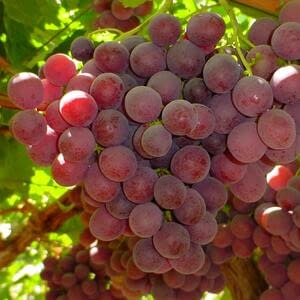 Ранний старт виноградного сезона в Египте