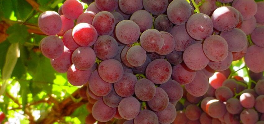 Ранний старт виноградного сезона в Египте