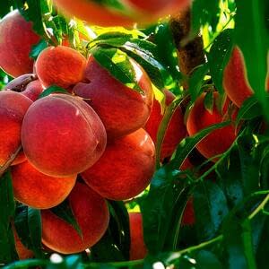 Снижение экспорта персиков в разгар сезона