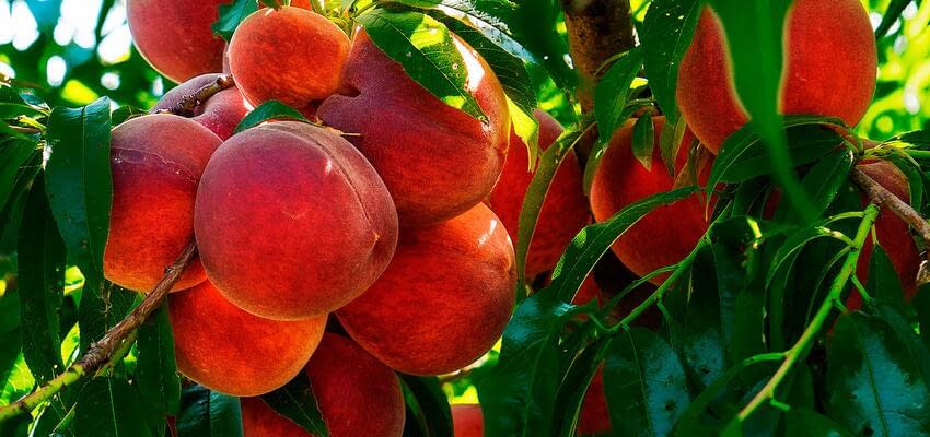 Снижение экспорта персиков в разгар сезона