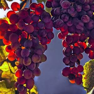 Смартфон предскажет будущий урожай винограда