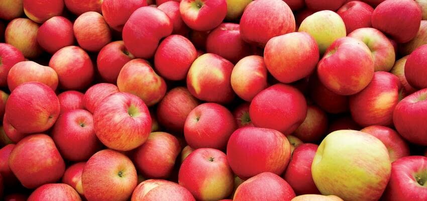 Украинская компания «Сады Днепра» модернизирует линию сортировки яблок