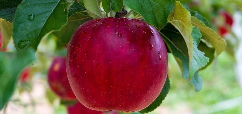 Казахские яблоки появятся на прилавках российских магазинов