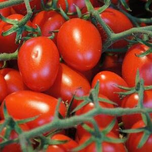 Новые старые правила: как увеличить урожай помидоров