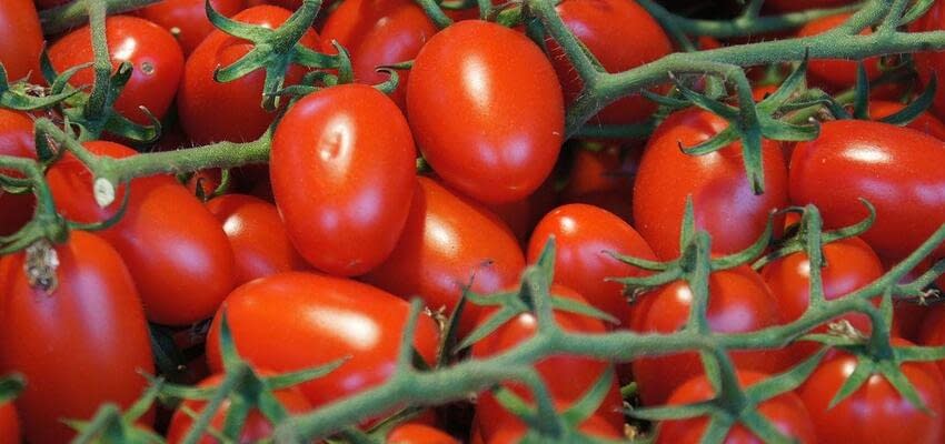 Новые старые правила: как увеличить урожай помидоров