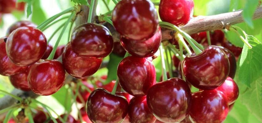 В России планируется увеличить сбор плодово-ягодной продукции к 2025 году до 2,5 млн тонн