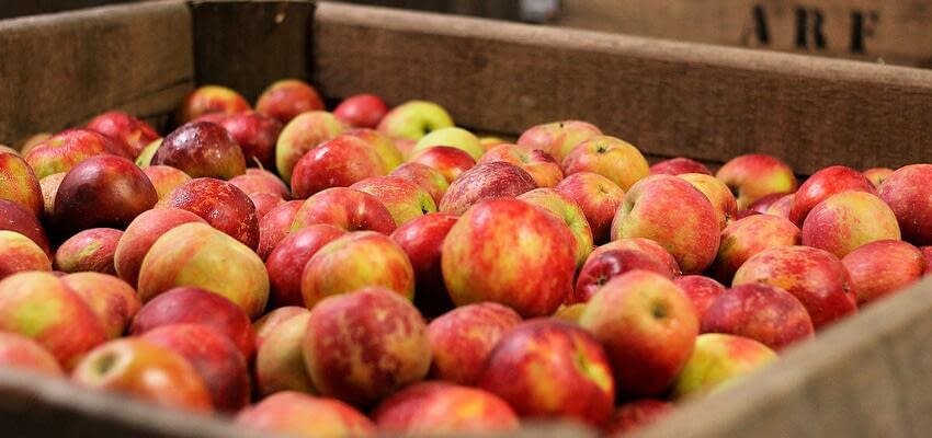 По причине высокого урожая яблок в Украине, цены на них могут резко снизиться