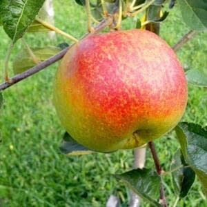 Есть ли будущее у производителей органических яблок в России
