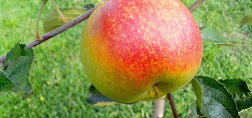 Есть ли будущее у производителей органических яблок в России