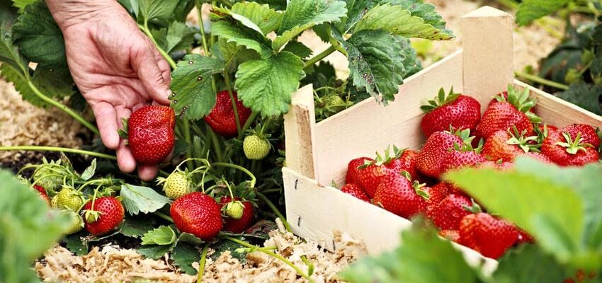 Строительство комплекса по выращиванию ягод в Подмосковье планируется начать в 2022 году