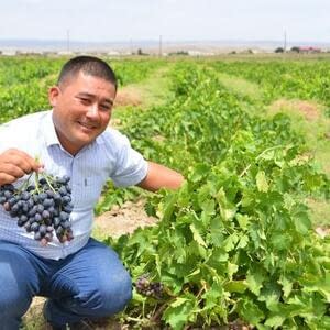 В Узбекистане успешно прошло окультуривание адырных земель