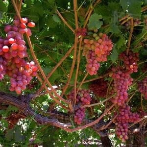 Сицилийские производители винограда без косточек находят новые рынки сбыта