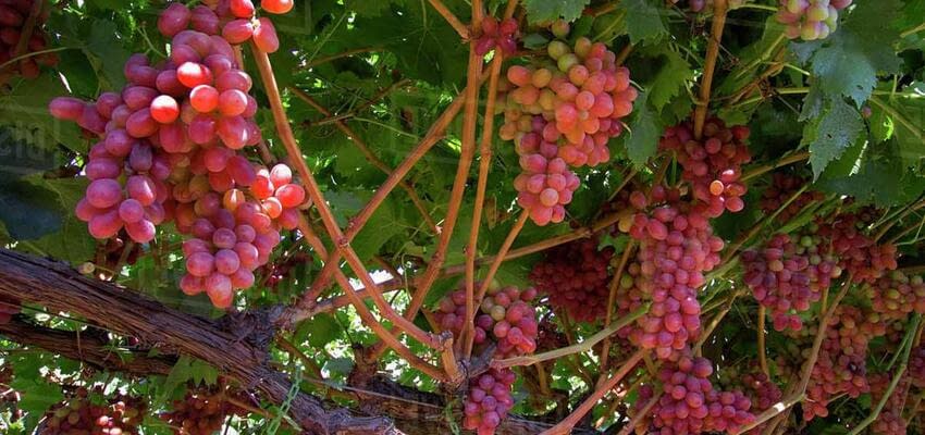 Сицилийские производители винограда без косточек находят новые рынки сбыта