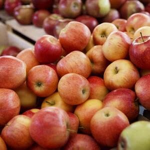 Закупочные цены на яблоки из Молдовы растут