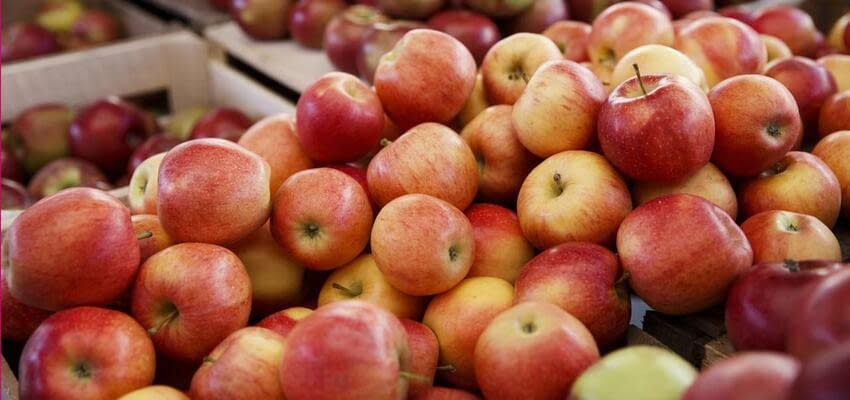 Закупочные цены на яблоки из Молдовы растут