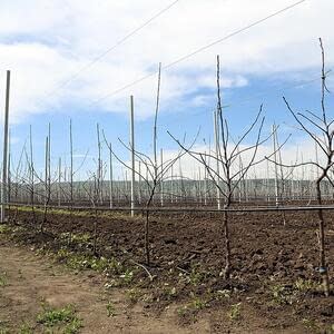 Сокращение закладки новых плодовых садов в Молдове