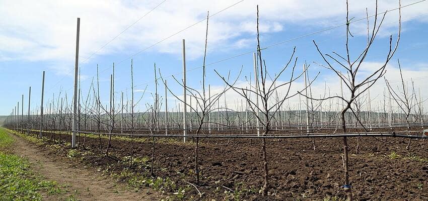 Сокращение закладки новых плодовых садов в Молдове
