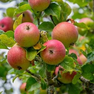 Популярные сорта ранних яблок Подмосковья