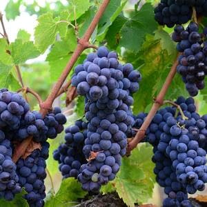 Спрос и потребление итальянского винограда сбалансированы