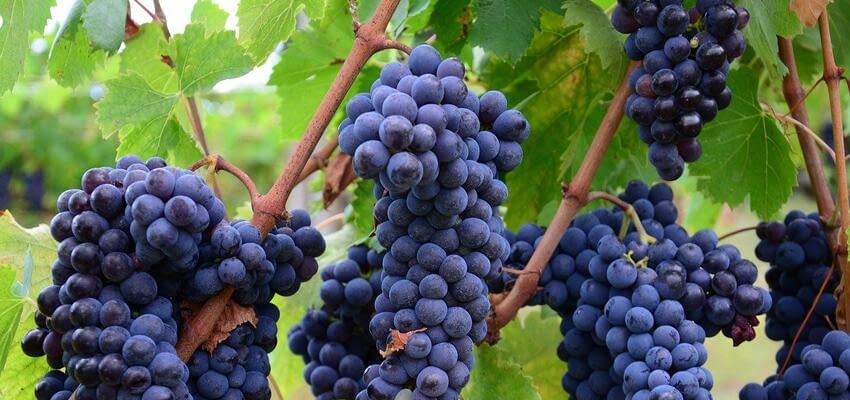 Спрос и потребление итальянского винограда сбалансированы