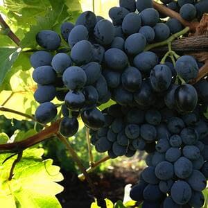 Снижение цен на экспорт винограда сорта «Молдова»