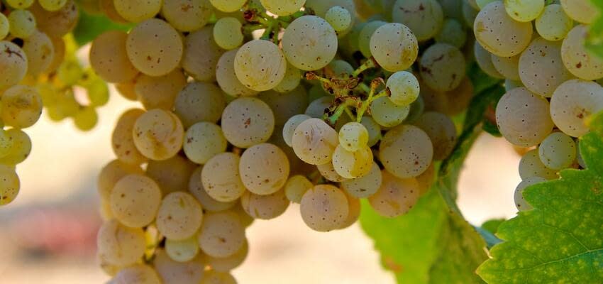 Дожди в Чили продолжают сокращать экспорт винограда