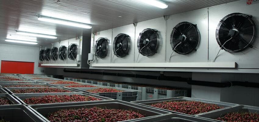 Успех ягодного бизнеса зависит от систем охлаждения