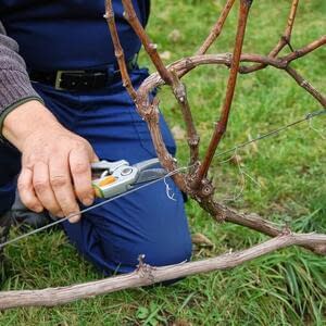 Плюсы и минусы методов обрезки винограда