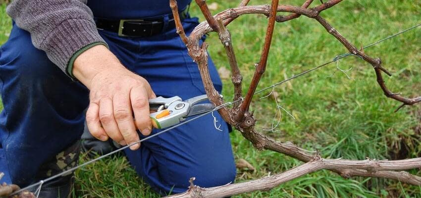 Плюсы и минусы методов обрезки винограда
