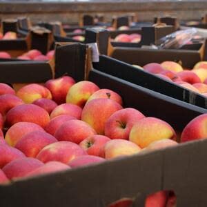 Падение объемов импорта яблок в Индию и новые требования к поставщикам