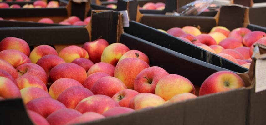 Падение объемов импорта яблок в Индию и новые требования к поставщикам