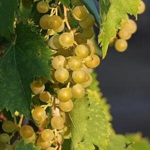 Проблемы виноградного бизнеса в Молдове и Узбекистане обсуждались на глобальном конгрессе