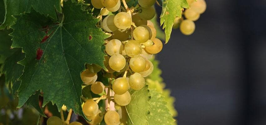 Проблемы виноградного бизнеса в Молдове и Узбекистане обсуждались на глобальном конгрессе