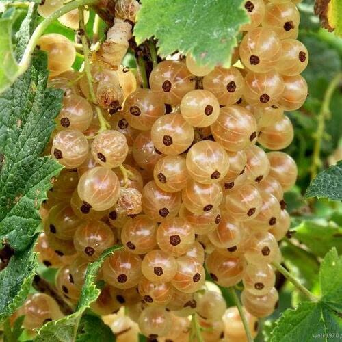 Белый виноград (White grapes)