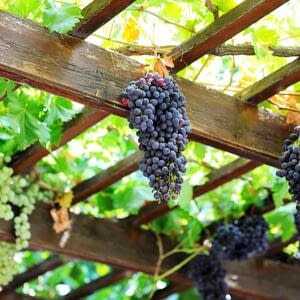 Особенности эксплуатации виноградников типа Pergola