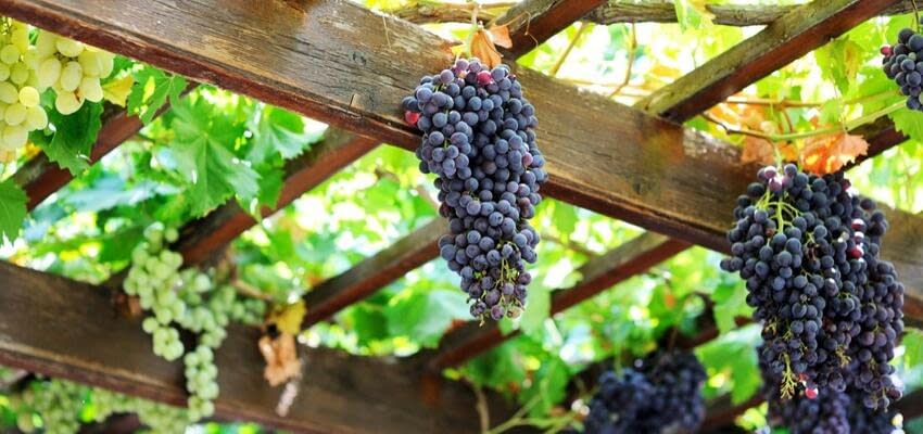 Особенности эксплуатации виноградников типа Pergola