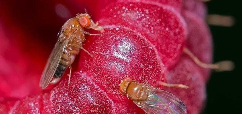 Российским сельхозпроизводителям угрожает распространение плодовой мухи