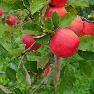 Результаты исследования влияния антибиотика на яблони