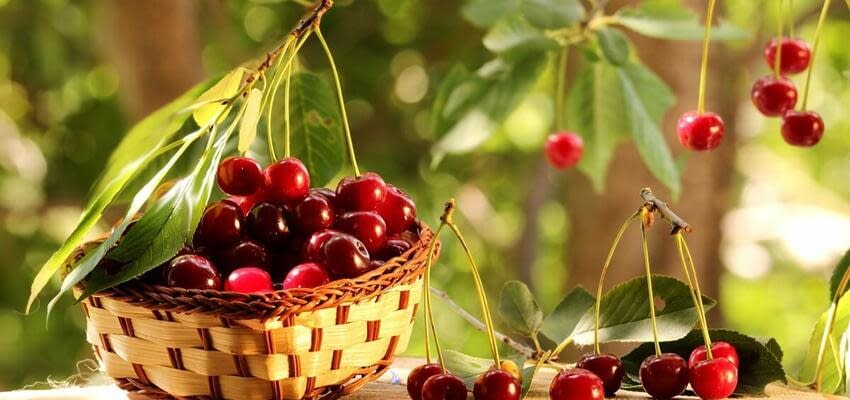 Компания Greenco – это фрукты премиум-класса из горных районов Армении