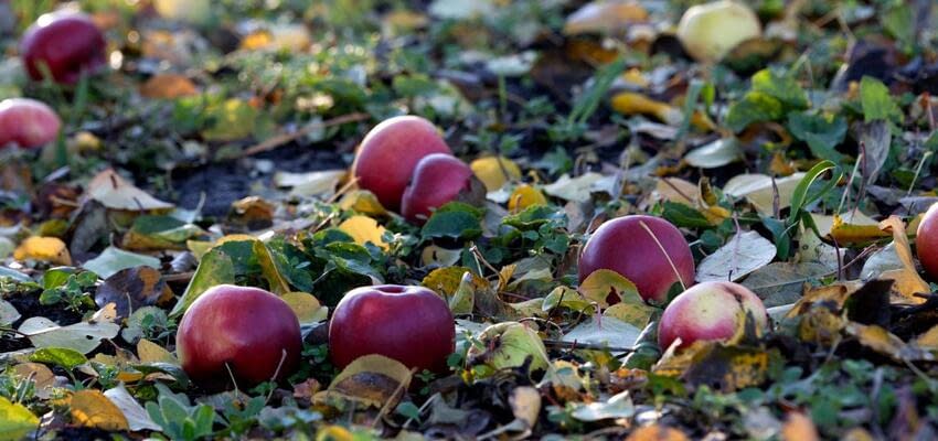 4 правильных способа использования опавших яблок