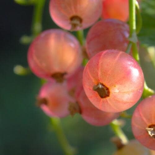 Розовый жемчуг (Ribes Rose Pearl)