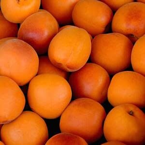Молдова подготовила первую партию абрикосов на экспорт