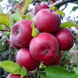 В Краснодарском крае начался сбор ранних сортов яблок