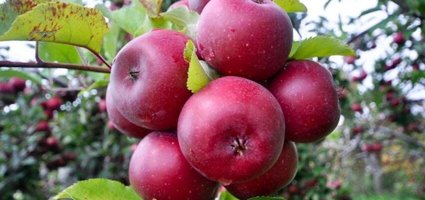 В Краснодарском крае начался сбор ранних сортов яблок