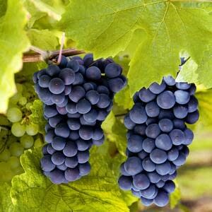 Динамика цен на столовый виноград в Молдове