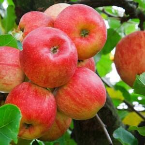 Азербайджанские сельхозпроизводители будут поставлять яблоки и томаты ЖД транспортом