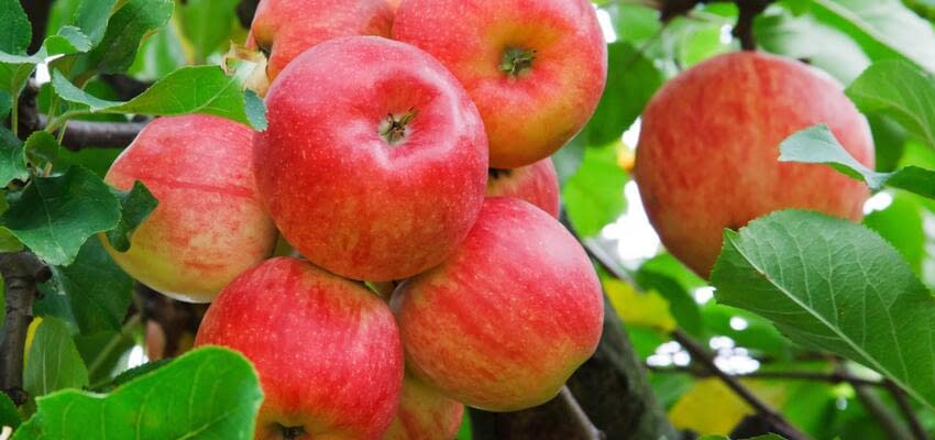 Азербайджанские сельхозпроизводители будут поставлять яблоки и томаты ЖД транспортом