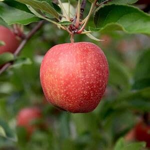 Темпы роста производства яблок в Южном полушарии