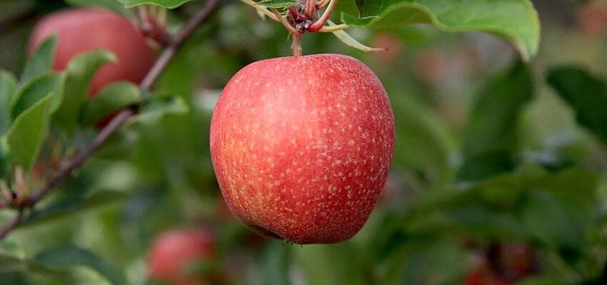 Темпы роста производства яблок в Южном полушарии