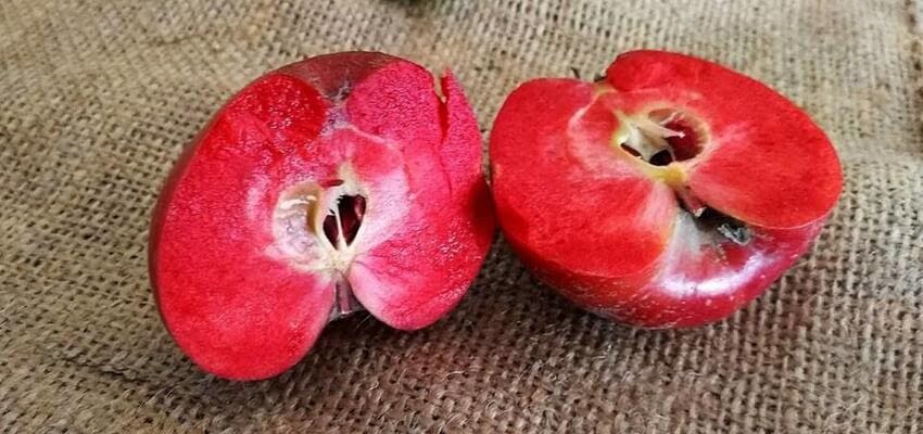 Новый способ производителей Западной Европы конкурировать с поставщиками яблок из Восточной Европы